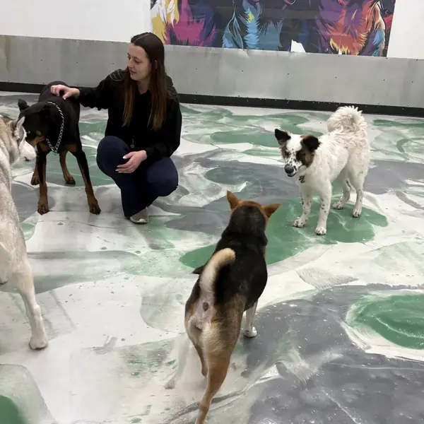 Daycare friends at K9 Rox Club Las Vegas